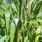 Tripsacum laxum Canne fouragère Poaceae 523.jpeg